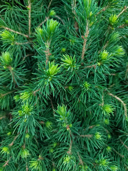 Weihnachtsbaumzweige Weihnachten Natur Winter Hintergrund Für Postkarten Flache Lage Draufsicht — Stockfoto