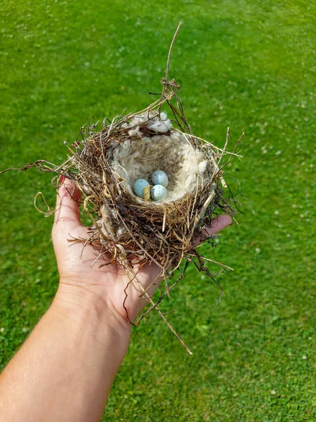 Female Hand Holding Bird Nest Eggs — Stock Photo, Image