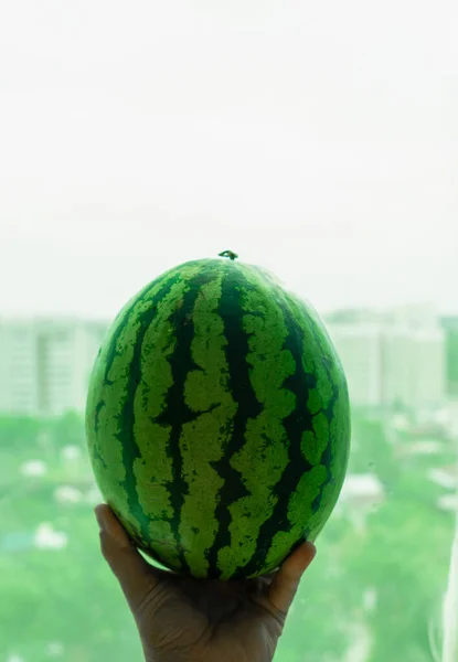 Green Watermelon Man Hand Nature Background — Stock Photo, Image