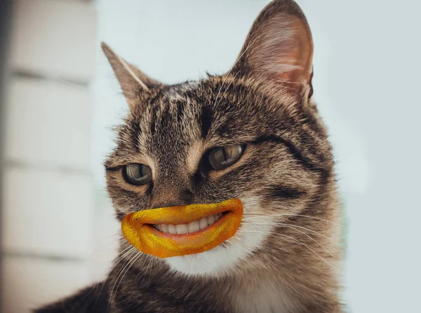 Rosto Gato Com Características Faciais Humanas Outra Foto — Fotografia de Stock