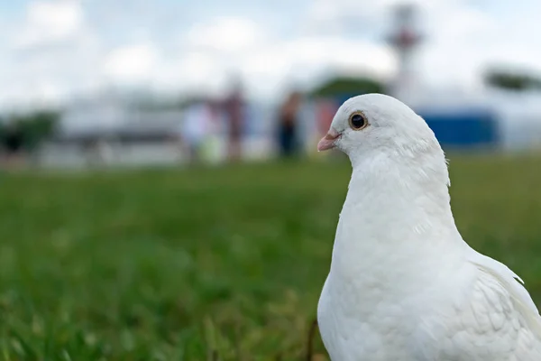 White Dove Green Grass Field Other Doves — Stock Photo, Image