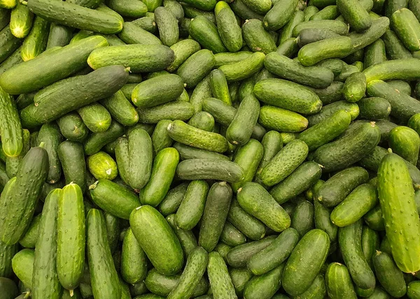 Lot Green Cucumbers Top View Various Cucumbers Cucumbers Grocery Store — Stock Photo, Image