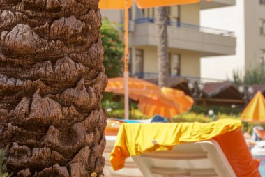 Sahildeki bir palmiye ağacının gövdesinin bir parçası. Otelin yanında güneş pansiyonları var.