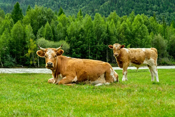 Brązowa Krowa Cielęciem Leży Zielonej Trawie Pobliżu Lasu Nad Rzeką — Zdjęcie stockowe