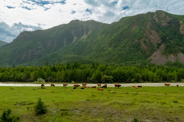 Ένα Κοπάδι Αγελάδες Βόσκει Στους Πρόποδες Του Βουνού Δίπλα Στο — Φωτογραφία Αρχείου