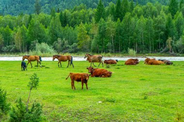 Atlar çayırda ineklerle otluyor.