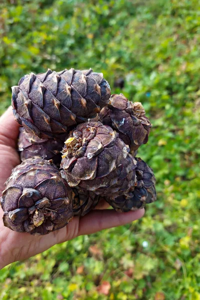 Cedar cones in hands with blurred background