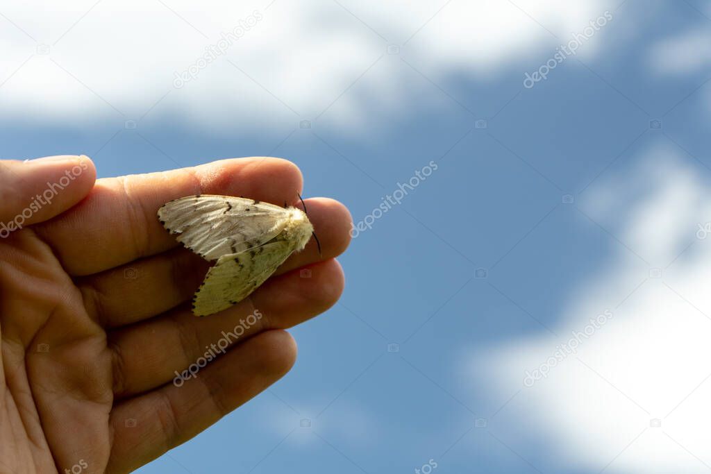 A butterfly sits on the girl's hand against the sky
