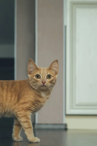 有一双大眼睛的漂亮的姜猫看着客厅里的相机 — 图库照片