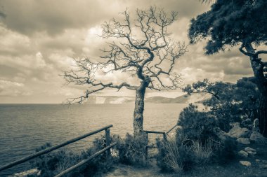 Deniz ve dağların arkasındaki kuru bir ağacın mistisizmi.