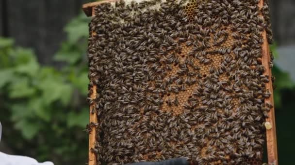 在蜂窝的蜂窝中，在蜂窝的蜂蜜梳子上关闭蜂群。慢动作 — 图库视频影像