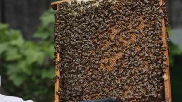 Gros plan de la colonie d'abeilles sur le rayon de miel dans la ruche. Mouvement lent — Video