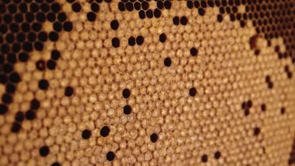 Close up honey comb with bee brood. Selective focus — Stock Video