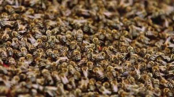 Nahaufnahme von Bienen auf Waben