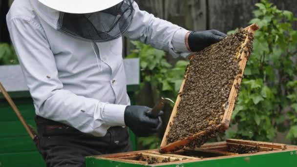 Ο μελισσοκόμος κρατά ένα σκελετό μελιού με τις μέλισσες στα χέρια. Αργή κίνηση — Αρχείο Βίντεο