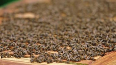 Bal peteğindeki arıları kapatın.