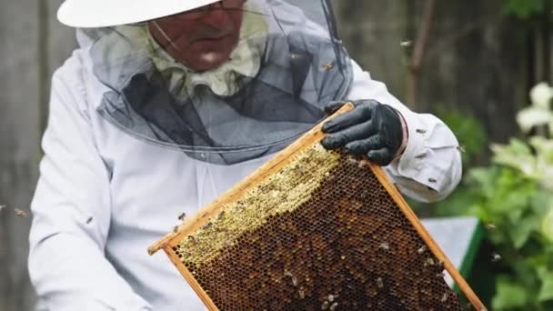 L'apiculteur tient un cadre en miel avec des abeilles dans les mains. Mouvement lent — Video