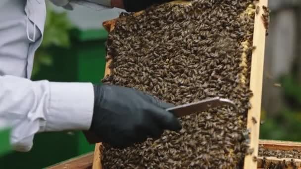 El apicultor sostiene un marco de miel con abejas en las manos. Movimiento lento — Vídeos de Stock