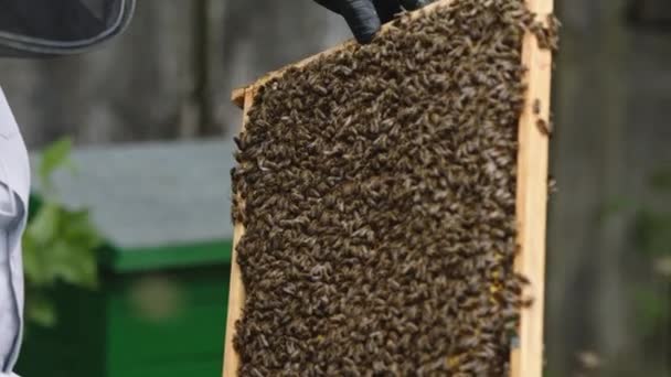 El apicultor sostiene un marco de miel con abejas en las manos. Movimiento lento — Vídeos de Stock