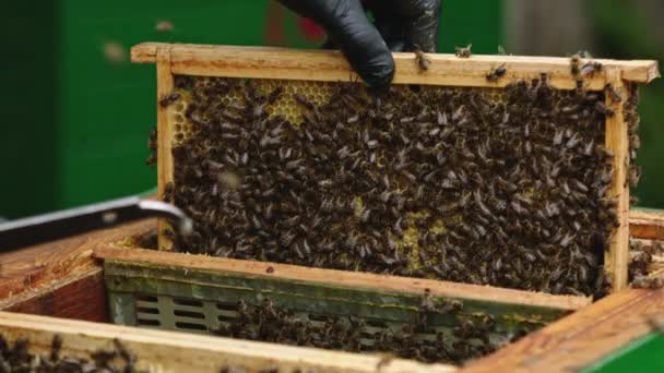 El apicultor sostiene un marco de miel con abejas en las manos. Movimiento lento — Vídeos de Stock