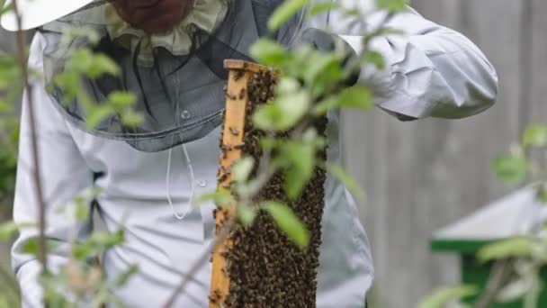 Ο μελισσοκόμος κρατά ένα σκελετό μελιού με τις μέλισσες στα χέρια. Αργή κίνηση — Αρχείο Βίντεο