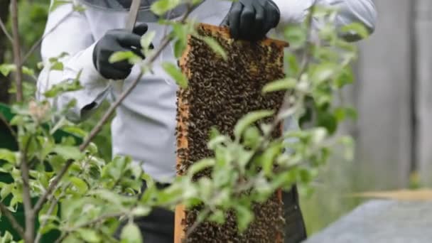 A méhész mézes keretet tart, méhekkel a kezében. Lassú mozgás. — Stock videók