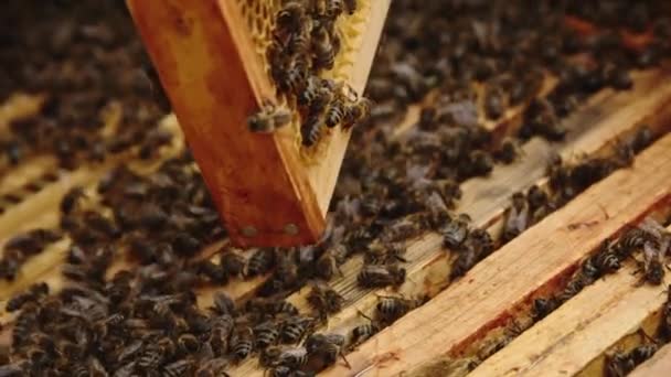 Закрыть пчелу на медовый гребешок — стоковое видео