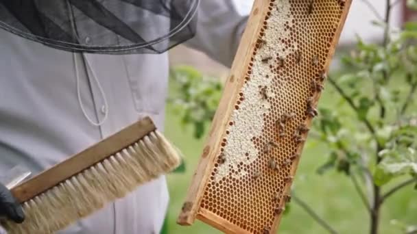 Beekeeper removing the bees from the honey comb with soft brush. Slow motion — Stock Video