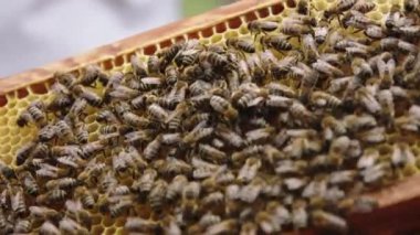 Arı yavruları. Bal tarağındaki arılar kolonisi. Makro yavaş çekim