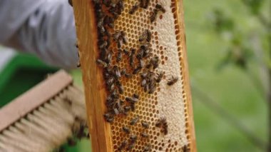 Arıcı arıları bal tarağından yumuşak fırçayla temizliyor. Yavaş çekim