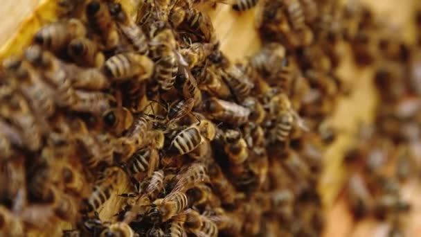 Méhek közelsége a méhsejtszerkezeten — Stock videók