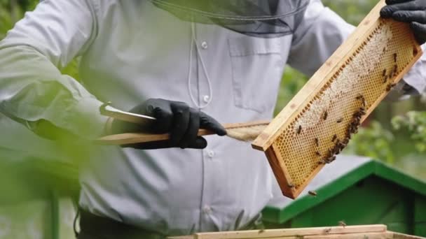 De imker verwijdert de bijen met zachte borstel uit de honingraat. Langzame beweging — Stockvideo