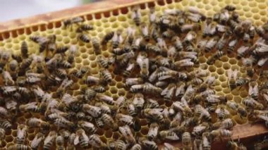 Bal peteğindeki arıları kapatın.