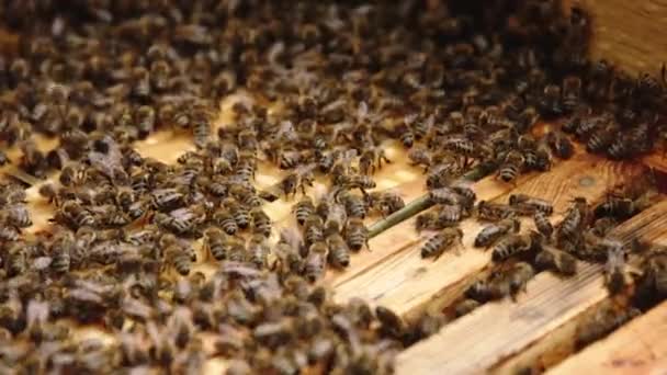 Zbliżenie pszczół na plastrze miodu — Wideo stockowe