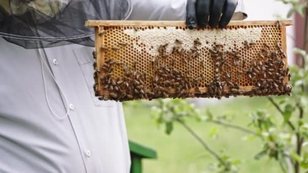 Ο μελισσοκόμος αφαιρεί τις μέλισσες από τη χτένα του μελιού με απαλό πινέλο. Αργή κίνηση — Αρχείο Βίντεο