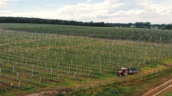 Mezőgazdasági traktor, antenna. Almaültetvény — Stock Fotó