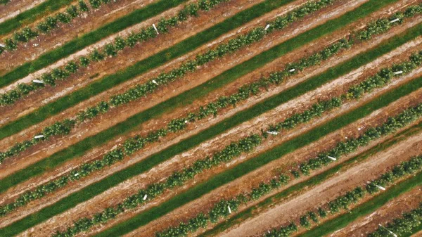 Mezőgazdasági terület, almafarmok antennája. Almaültetvény — Stock Fotó