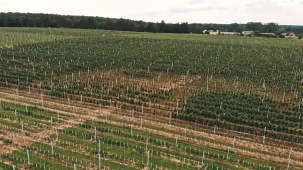 Zemědělské pole, anténa z jablečné farmy. Jablečná plantáž — Stock video