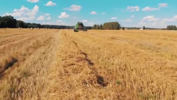 Moderne maaidorser die op het veld werkt. lage hoek schot — Stockvideo