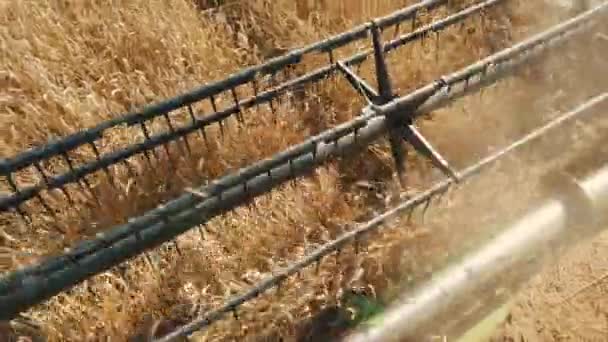 Close up of modern combine Harvest Thrasher at work. Overhead — Stock Video