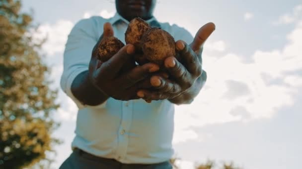 Afrykański rolnik trzymający surowe ziemniaki w rękach. Niski kąt ostrości selektywnej — Wideo stockowe