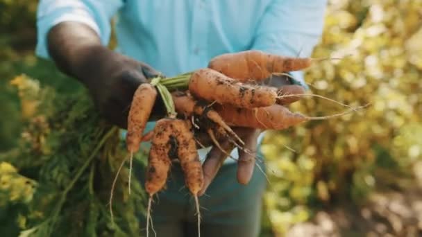 De cerca, hombre africano sosteniendo en las manos cosecha casera de zanahorias de naranja fresca. — Vídeo de stock