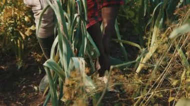 Pırasa toplayan Afrikalı çiftçi. Topraktan sebze topluyorlar.