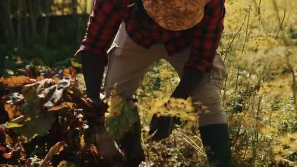 Afrikai fekete farmer, aki kihúzza a céklát a talajból. Őszi szüret. Zöldségszedés. — Stock videók