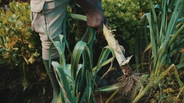 Plantação biológica de alho-porro na horta. Agricultor africano retirando os vegetais do solo — Vídeo de Stock