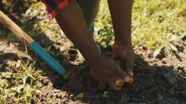 Hands of african man removing fresh potatoes from the soil — Stock Video