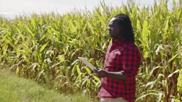 Slim landbouwconcept, slow motion video. Afrikaanse man agronomist houdt tablet in het maïsveld — Stockvideo
