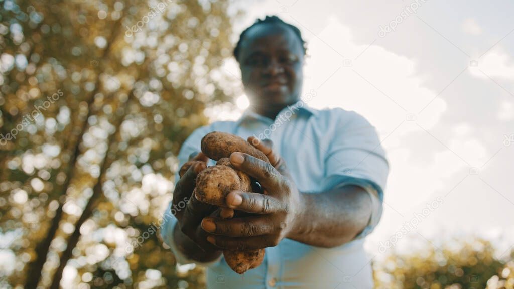 African farmer holding fresh potatoes in his hands. Low angle selective focus