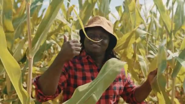 African black man showing thumb up in the corn field — Stock Video