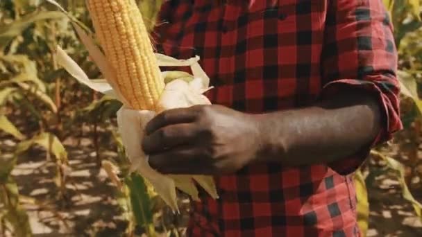 Крупним планом, африканський фермер відкриває кукурудзу в кукурудзяному полі — стокове відео